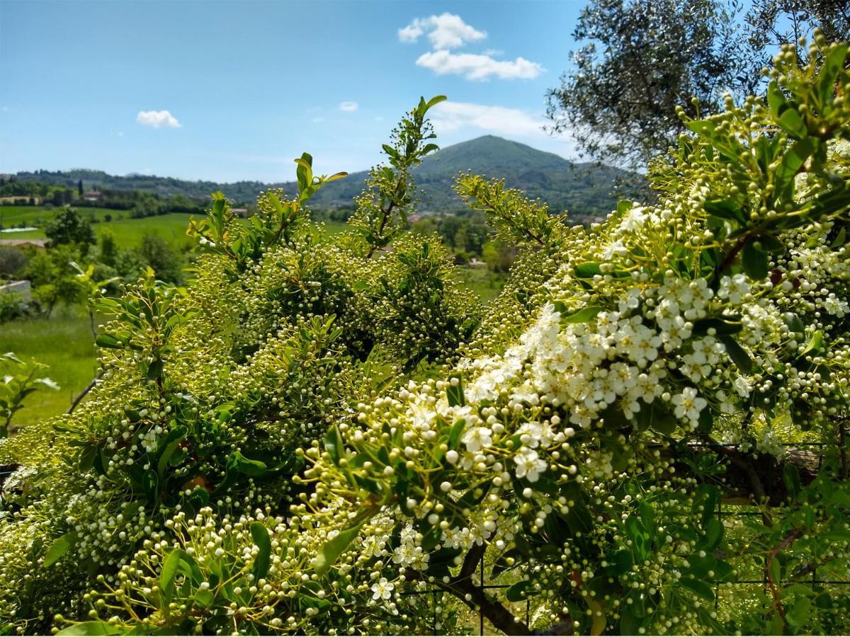 Le Piracante Caiazzo Buitenkant foto